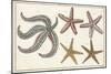 Starfish Naturelle II-Denis Diderot-Mounted Art Print