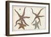 Starfish Naturelle III-Denis Diderot-Framed Art Print