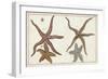 Starfish Naturelle III-Denis Diderot-Framed Art Print