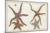 Starfish Naturelle III-Denis Diderot-Mounted Art Print