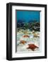 Starfish Near a Coral Reef-null-Framed Art Print