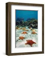 Starfish Near a Coral Reef-null-Framed Art Print