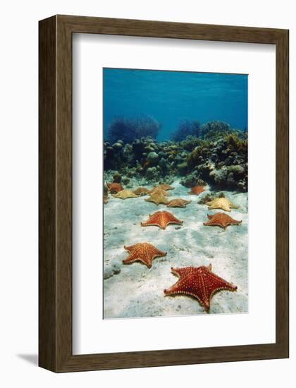 Starfish Near a Coral Reef-null-Framed Art Print