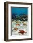 Starfish Near a Coral Reef-null-Framed Art Print