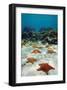 Starfish Near a Coral Reef-null-Framed Art Print