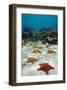 Starfish Near a Coral Reef-null-Framed Art Print