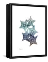 Starfish Ombre 1-Albert Koetsier-Framed Stretched Canvas