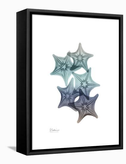Starfish Ombre 1-Albert Koetsier-Framed Stretched Canvas