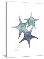 Starfish Ombre 2-Albert Koetsier-Stretched Canvas