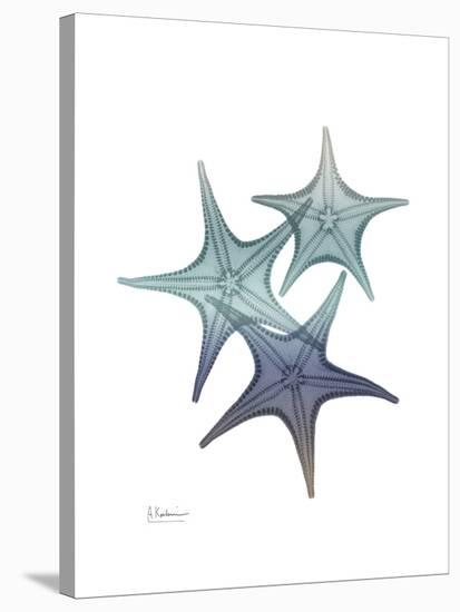 Starfish Ombre 2-Albert Koetsier-Stretched Canvas