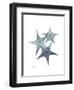 Starfish Ombre 2-Albert Koetsier-Framed Art Print