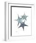 Starfish Ombre 2-Albert Koetsier-Framed Art Print