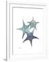 Starfish Ombre 2-Albert Koetsier-Framed Art Print