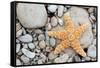 Starfish on a Beach-Tony Craddock-Framed Stretched Canvas