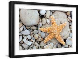 Starfish on a Beach-Tony Craddock-Framed Premium Photographic Print