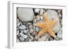 Starfish on a Beach-Tony Craddock-Framed Premium Photographic Print
