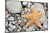 Starfish on a Beach-Tony Craddock-Mounted Premium Photographic Print