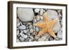 Starfish on a Beach-Tony Craddock-Framed Photographic Print