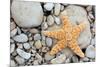 Starfish on a Beach-Tony Craddock-Mounted Photographic Print
