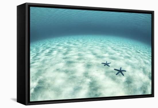 Starfish on a Brightly Lit Seafloor in the Tropical Pacific Ocean-Stocktrek Images-Framed Stretched Canvas