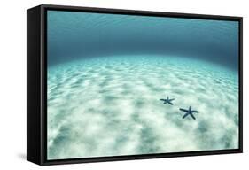 Starfish on a Brightly Lit Seafloor in the Tropical Pacific Ocean-Stocktrek Images-Framed Stretched Canvas