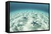 Starfish on a Brightly Lit Seafloor in the Tropical Pacific Ocean-Stocktrek Images-Framed Stretched Canvas