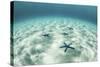 Starfish on a Brightly Lit Seafloor in the Tropical Pacific Ocean-Stocktrek Images-Stretched Canvas