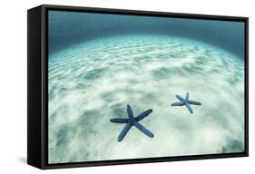 Starfish on a Brightly Lit Seafloor in the Tropical Pacific Ocean-Stocktrek Images-Framed Stretched Canvas