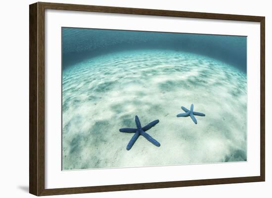 Starfish on a Brightly Lit Seafloor in the Tropical Pacific Ocean-Stocktrek Images-Framed Photographic Print