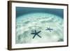 Starfish on a Brightly Lit Seafloor in the Tropical Pacific Ocean-Stocktrek Images-Framed Photographic Print