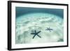 Starfish on a Brightly Lit Seafloor in the Tropical Pacific Ocean-Stocktrek Images-Framed Photographic Print