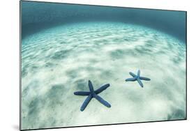 Starfish on a Brightly Lit Seafloor in the Tropical Pacific Ocean-Stocktrek Images-Mounted Photographic Print