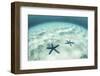 Starfish on a Brightly Lit Seafloor in the Tropical Pacific Ocean-Stocktrek Images-Framed Photographic Print