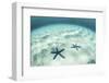 Starfish on a Brightly Lit Seafloor in the Tropical Pacific Ocean-Stocktrek Images-Framed Photographic Print