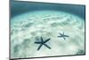 Starfish on a Brightly Lit Seafloor in the Tropical Pacific Ocean-Stocktrek Images-Mounted Photographic Print