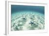 Starfish on a Brightly Lit Seafloor in the Tropical Pacific Ocean-Stocktrek Images-Framed Photographic Print