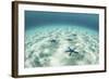 Starfish on a Brightly Lit Seafloor in the Tropical Pacific Ocean-Stocktrek Images-Framed Photographic Print