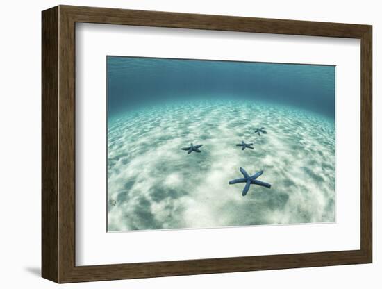 Starfish on a Brightly Lit Seafloor in the Tropical Pacific Ocean-Stocktrek Images-Framed Photographic Print