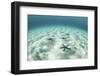 Starfish on a Brightly Lit Seafloor in the Tropical Pacific Ocean-Stocktrek Images-Framed Photographic Print