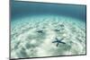 Starfish on a Brightly Lit Seafloor in the Tropical Pacific Ocean-Stocktrek Images-Mounted Photographic Print