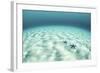 Starfish on a Brightly Lit Seafloor in the Tropical Pacific Ocean-Stocktrek Images-Framed Photographic Print