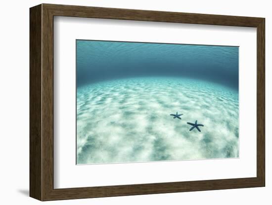 Starfish on a Brightly Lit Seafloor in the Tropical Pacific Ocean-Stocktrek Images-Framed Photographic Print