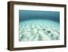 Starfish on a Brightly Lit Seafloor in the Tropical Pacific Ocean-Stocktrek Images-Framed Photographic Print