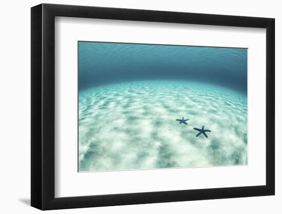 Starfish on a Brightly Lit Seafloor in the Tropical Pacific Ocean-Stocktrek Images-Framed Photographic Print