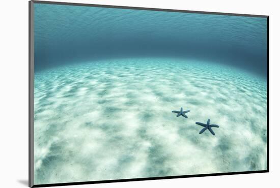 Starfish on a Brightly Lit Seafloor in the Tropical Pacific Ocean-Stocktrek Images-Mounted Photographic Print