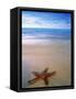 Starfish on Beach, Maldives-Peter Adams-Framed Stretched Canvas