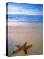 Starfish on Beach, Maldives-Peter Adams-Stretched Canvas