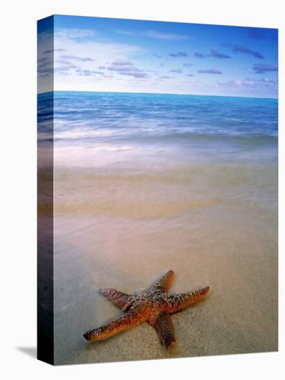 Starfish on Beach, Maldives-Peter Adams-Stretched Canvas