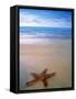 Starfish on Beach, Maldives-Peter Adams-Framed Stretched Canvas