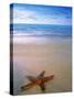 Starfish on Beach, Maldives-Peter Adams-Stretched Canvas